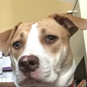 Meet your Posher, Henry